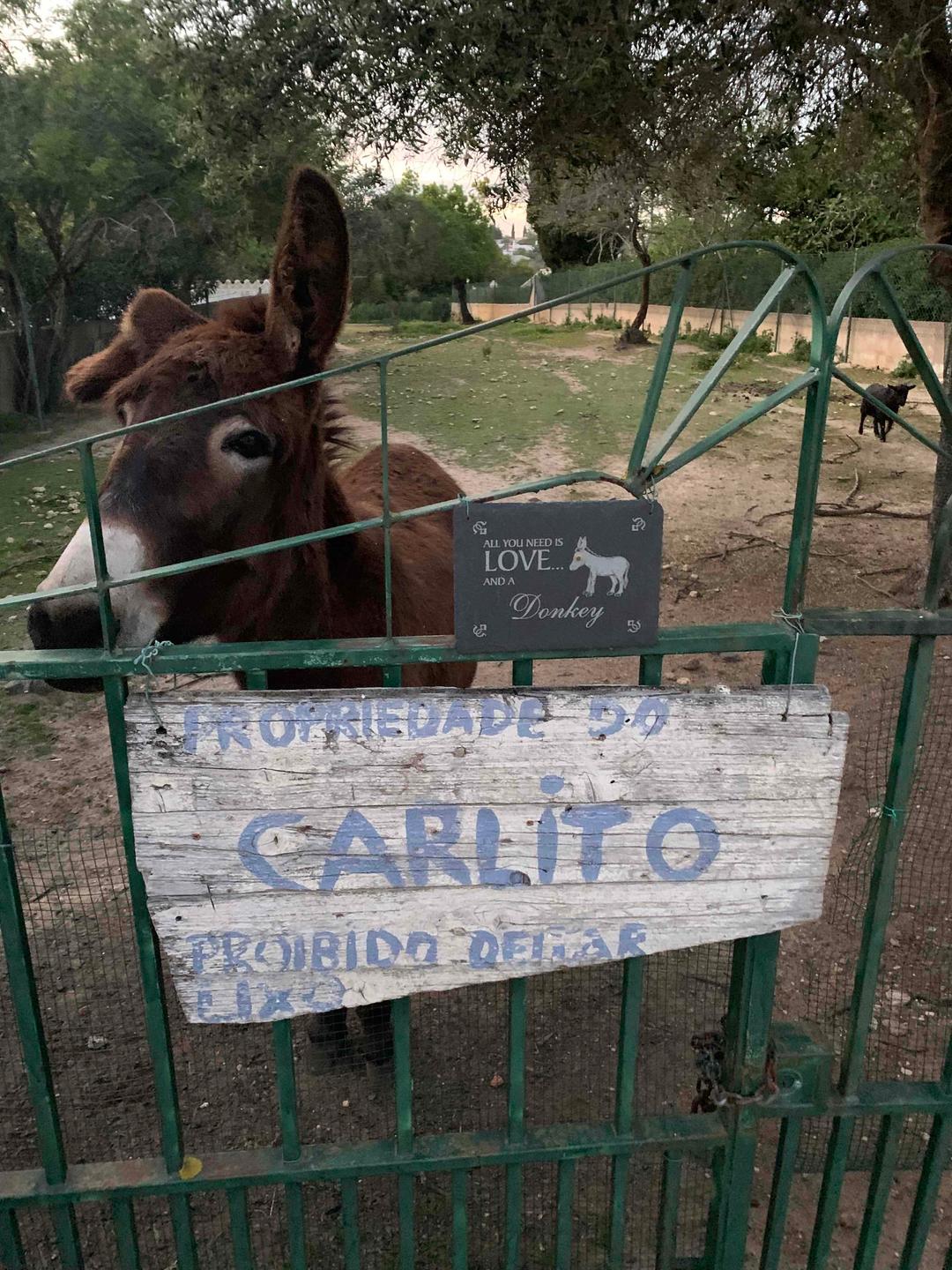 Carlitos Donkeys